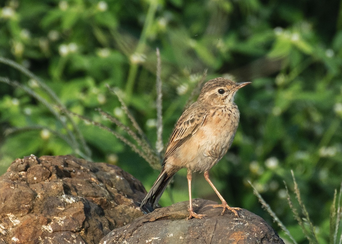 Pipit rousset - ML646629966