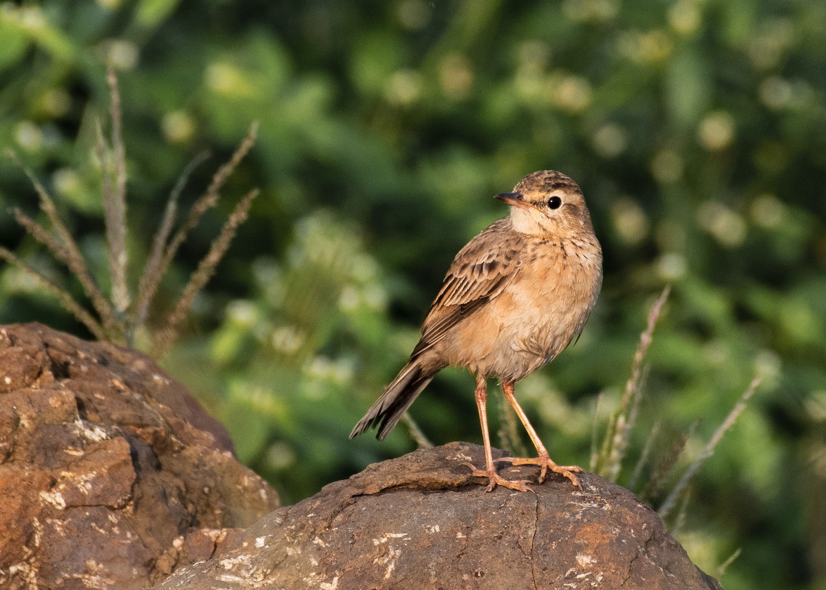 Pipit rousset - ML646629967