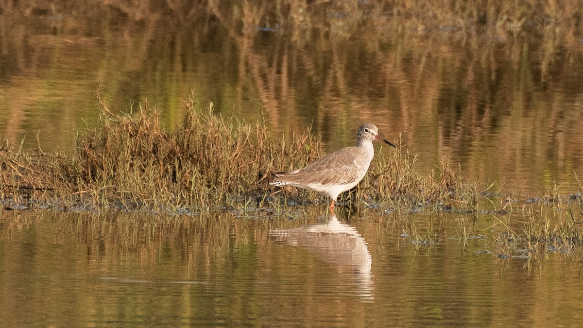 Chevalier gambette - ML646629970