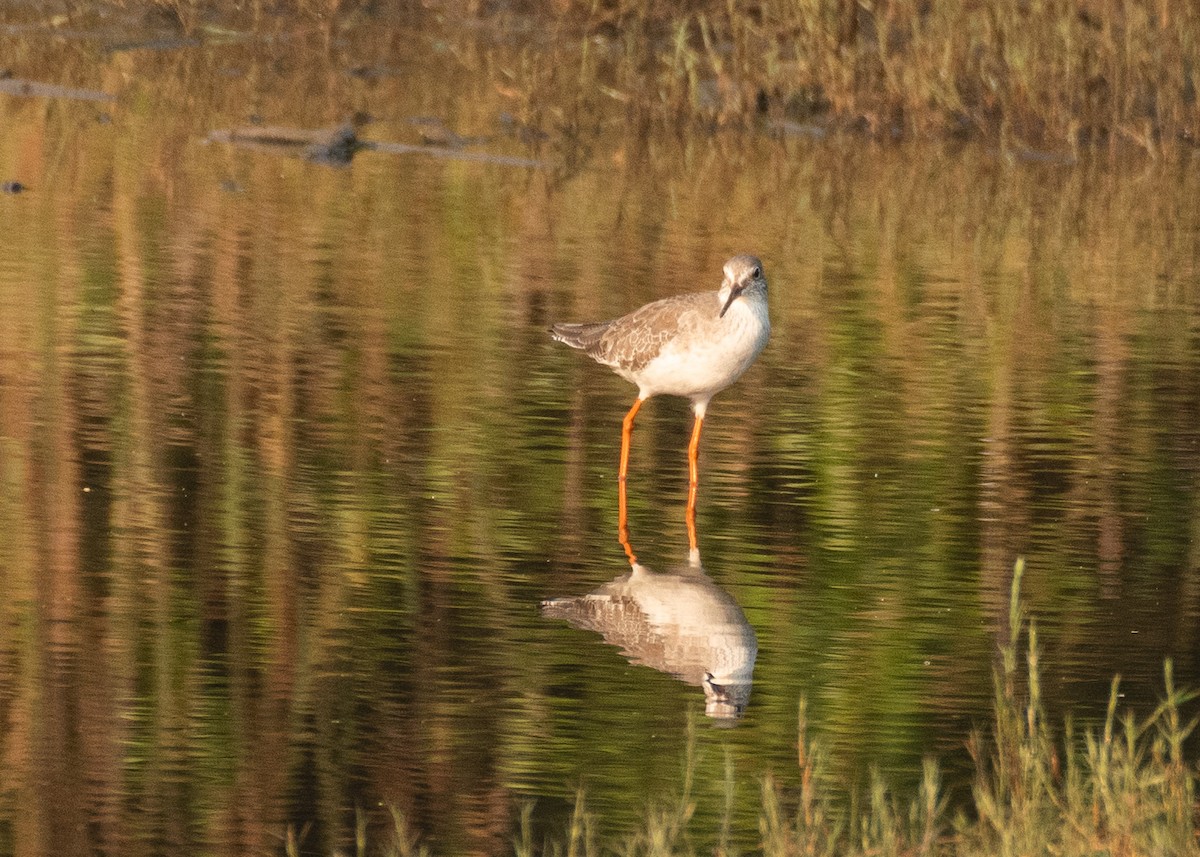 Chevalier gambette - ML646629971