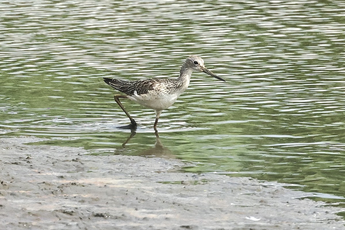 Коловодник великий - ML646629974