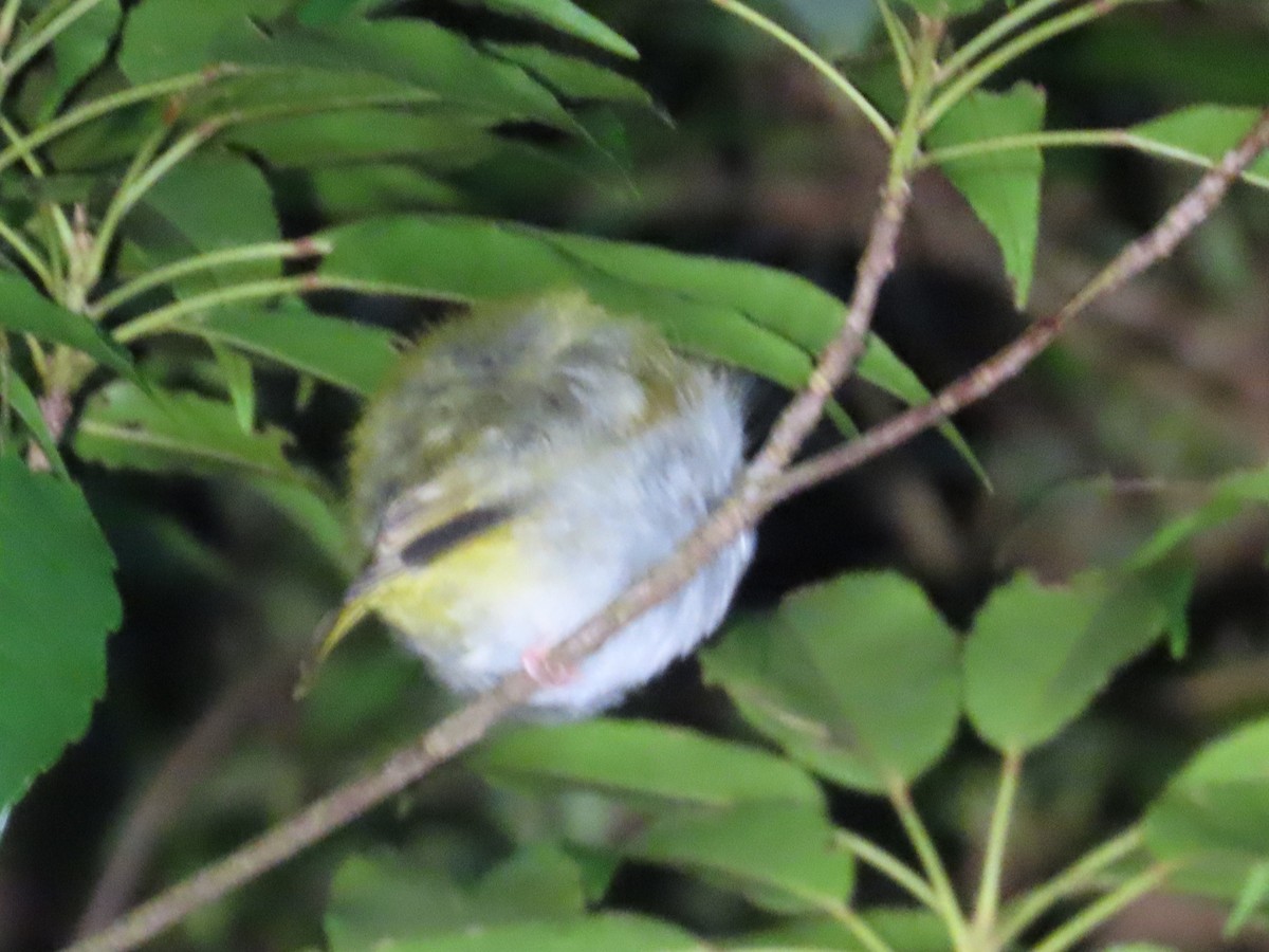 Китайская белоглазка - ML646629975