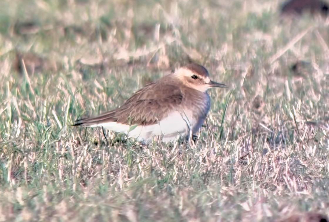 東方紅胸鴴 - ML646629976