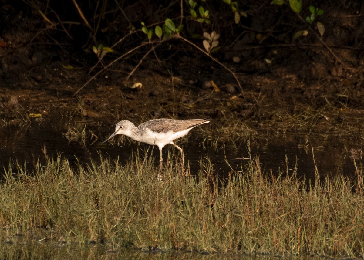 Большой улит - ML646629980