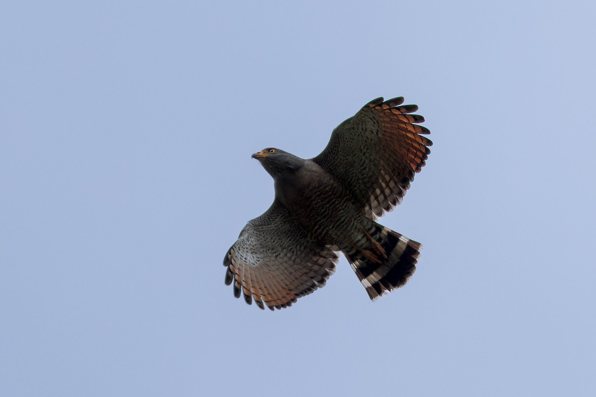 Дорожный канюк - ML646629981