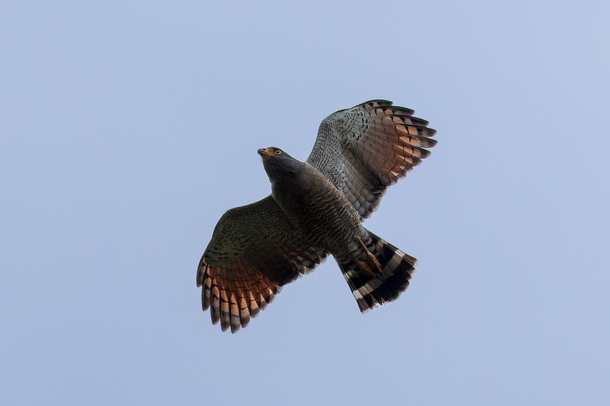 Дорожный канюк - ML646629982