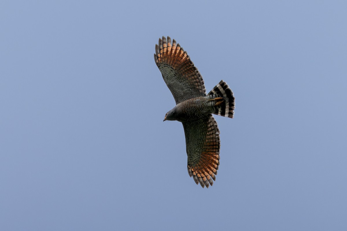 Дорожный канюк - ML646629984