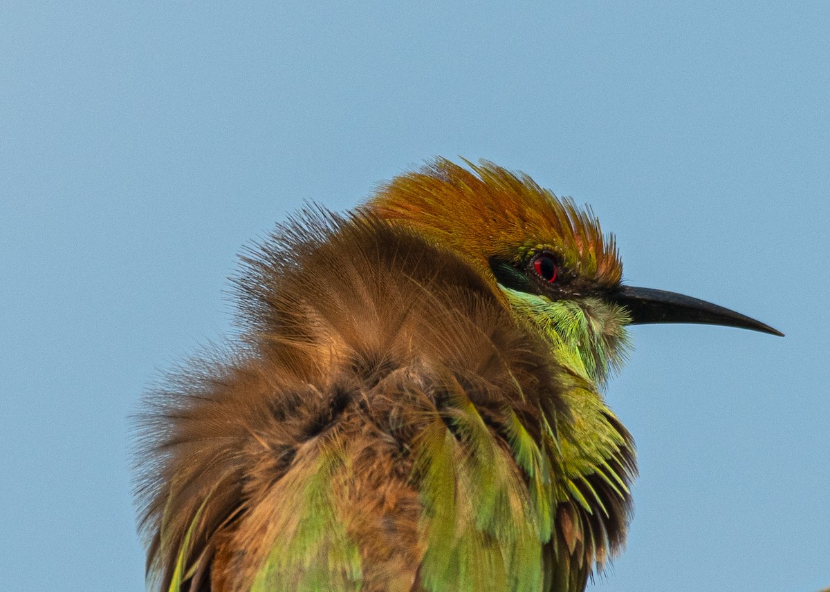 Asian Green Bee-eater - ML646629985