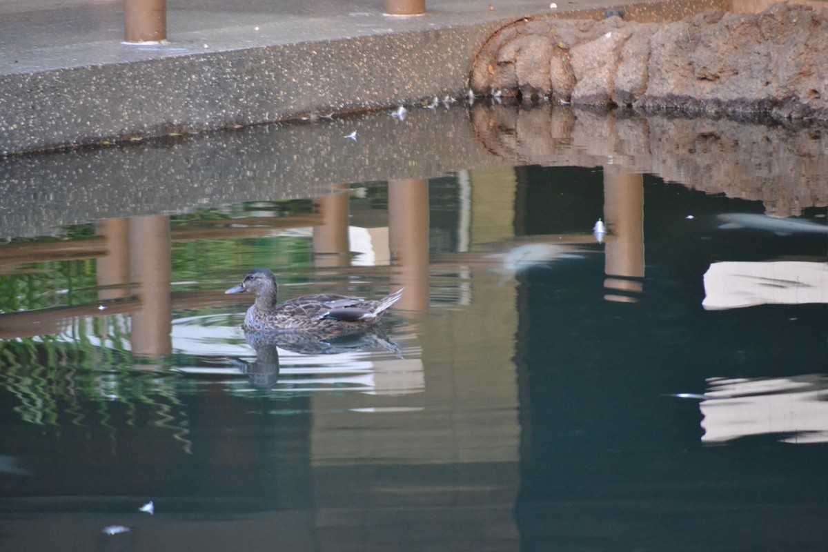 Кряква x Гавайская кряква (гибрид) - ML646629986