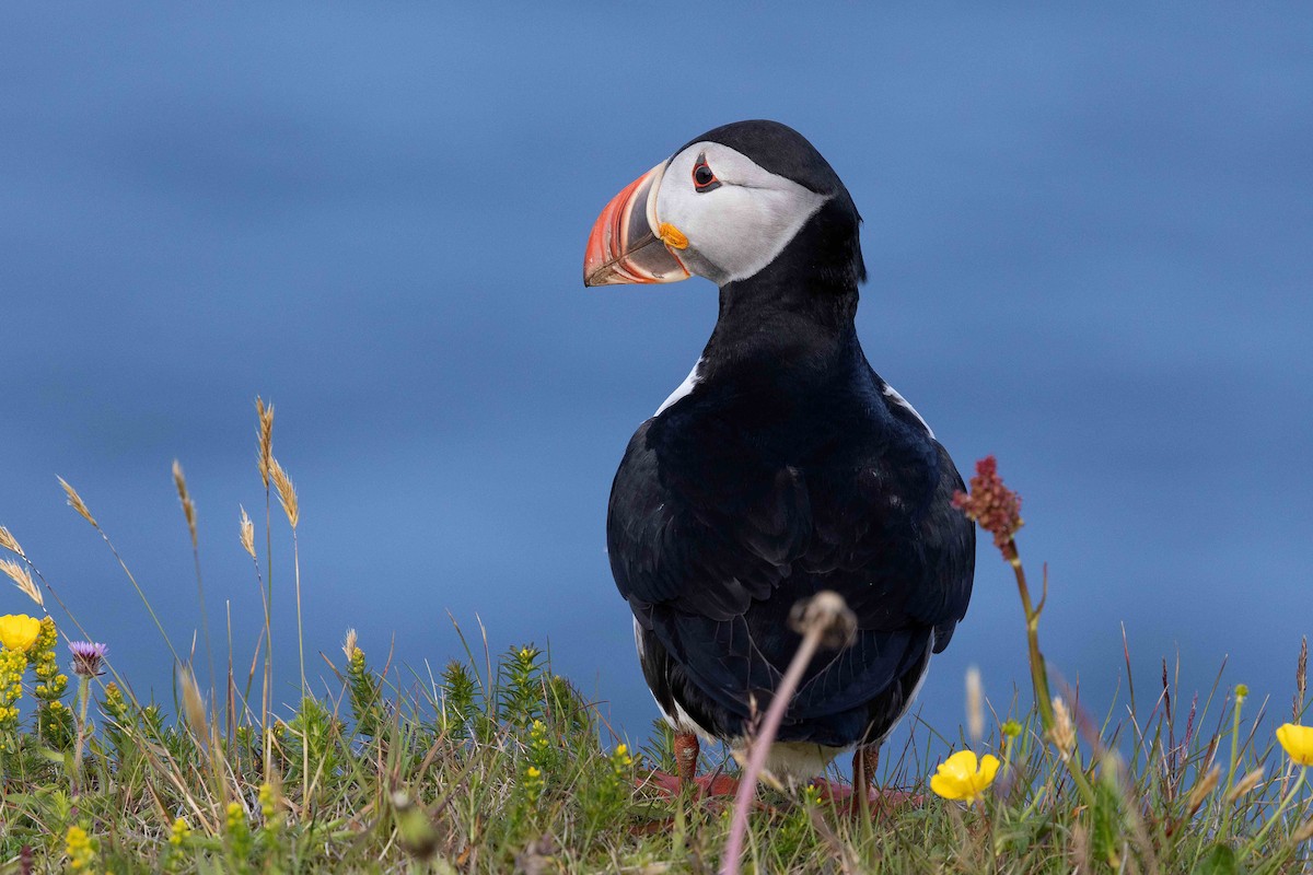 Тупик - ML646629988