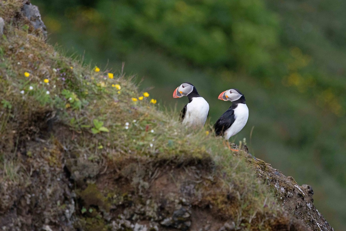 Тупик - ML646629989