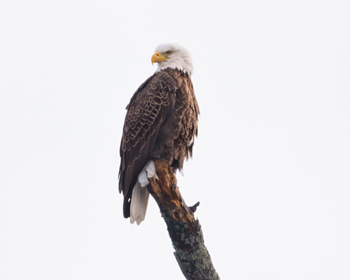 Itsas arrano buruzuria - ML646629991