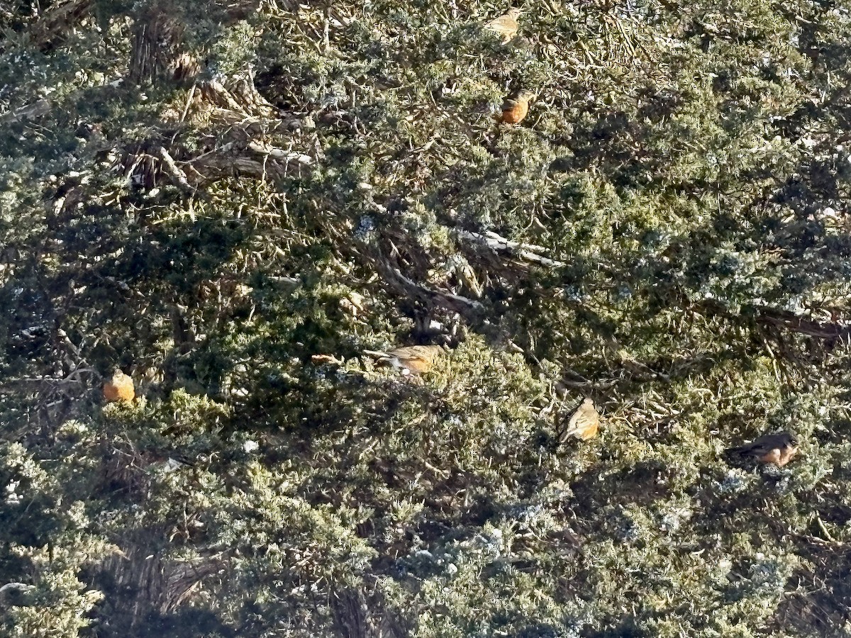 Merle d'Amérique - ML646629993