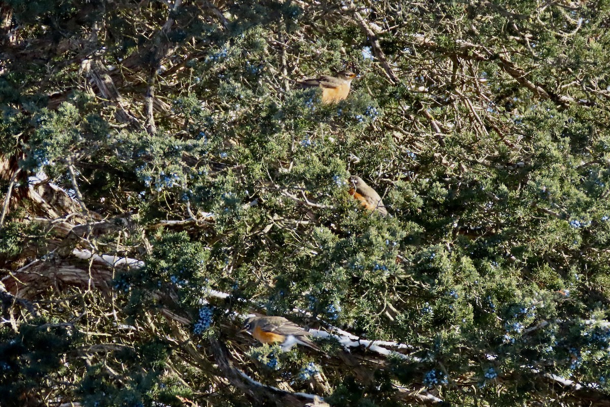 Merle d'Amérique - ML646629994