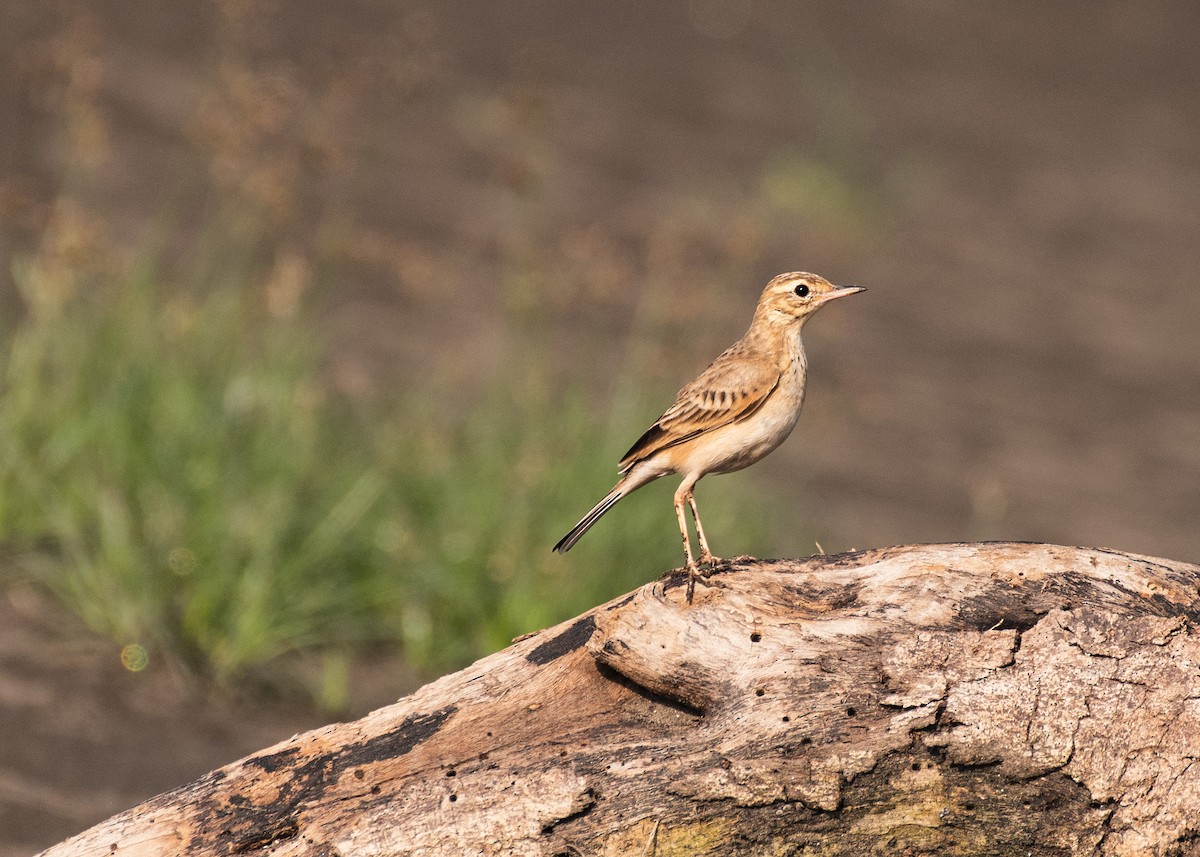 Рисовой конёк - ML646629995