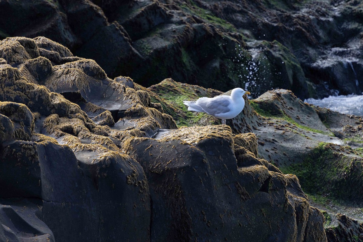 Glaucous Gull - ML646629996