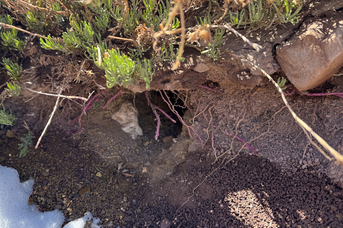 Upucerthie des buissons - ML646629999