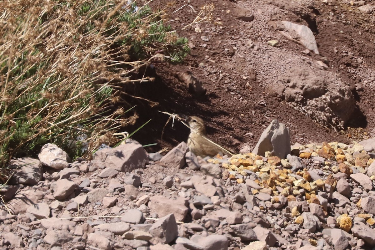 Пестрогрудый норник - ML646630000