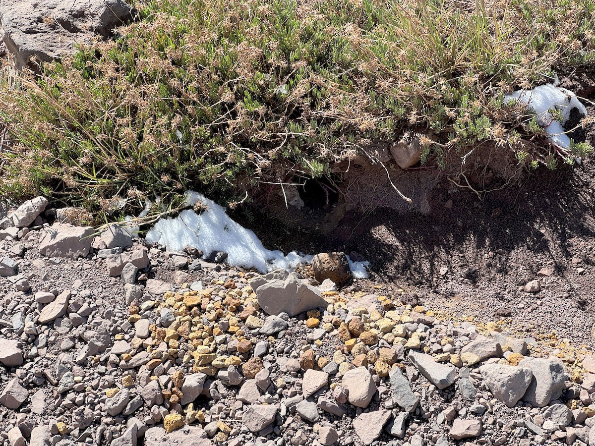 Upucerthie des buissons - ML646630001