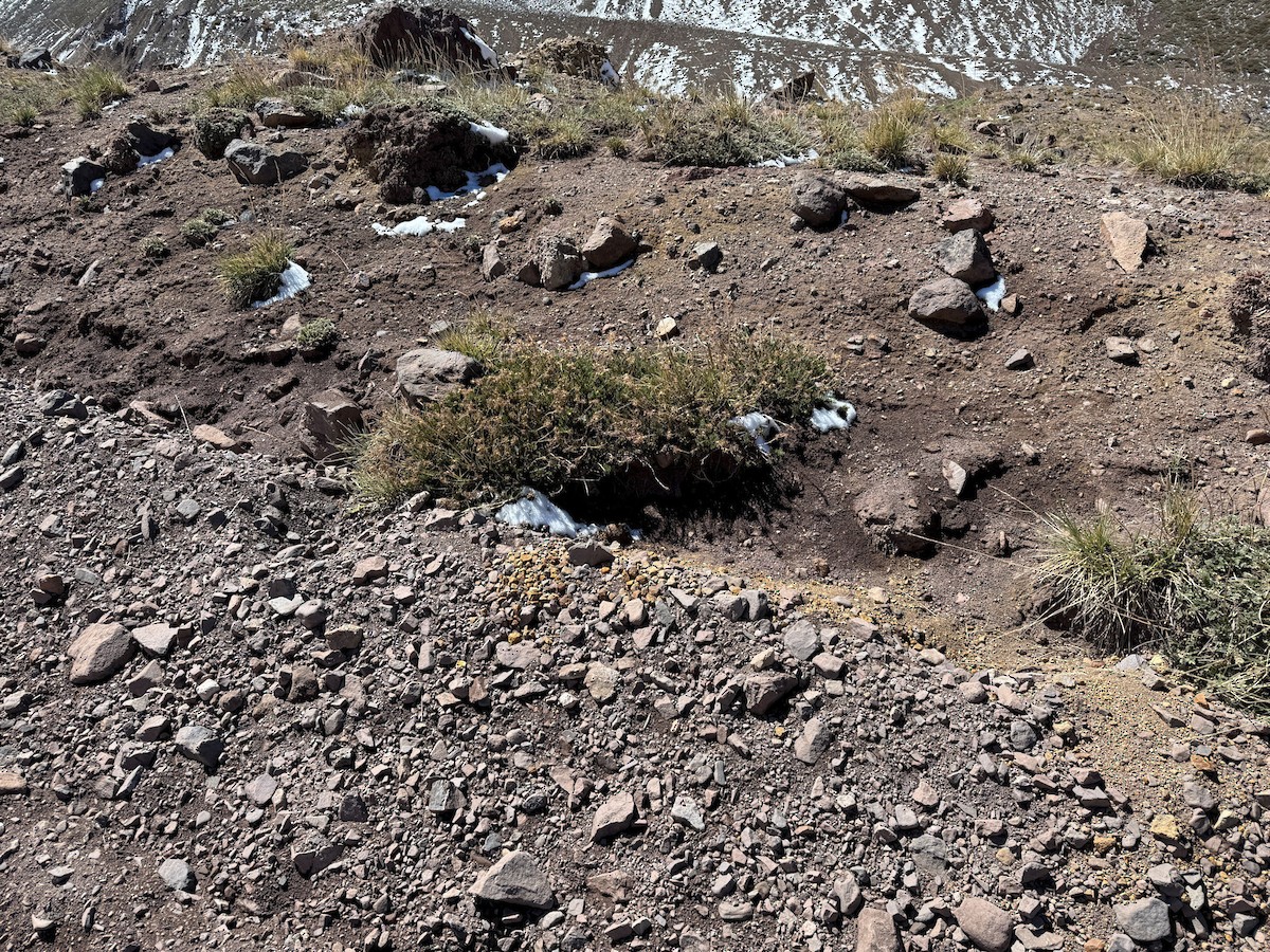 Пестрогрудый норник - ML646630002