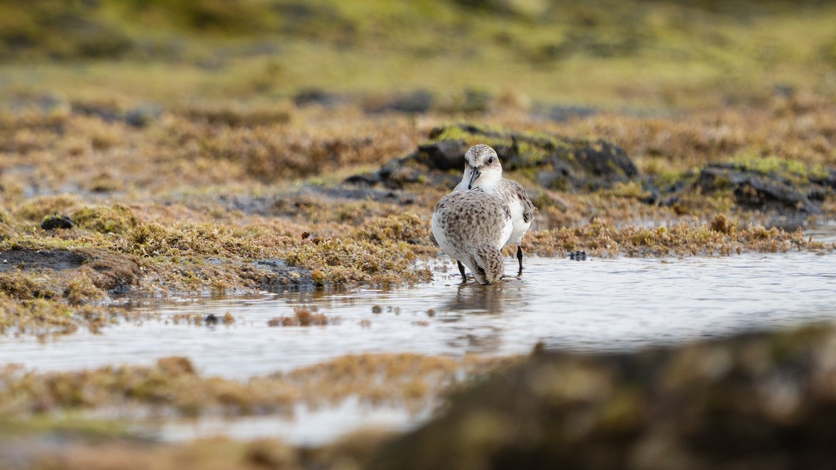 Bécasseau à col roux - ML646630008