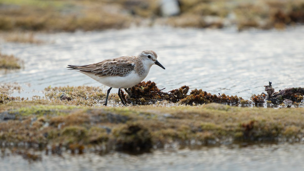 חופית אדומת-צוואר - ML646630009