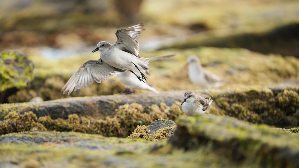 חופית אדומת-צוואר - ML646630010