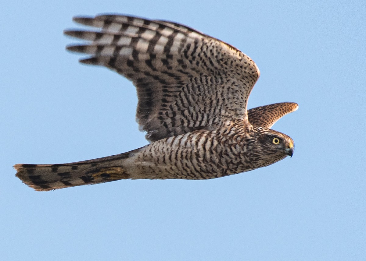 Épervier d'Europe - ML646630011