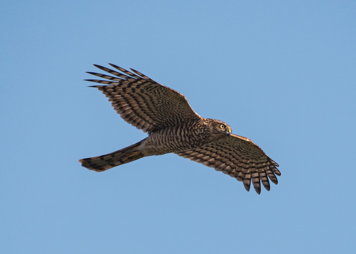 Épervier d'Europe - ML646630012