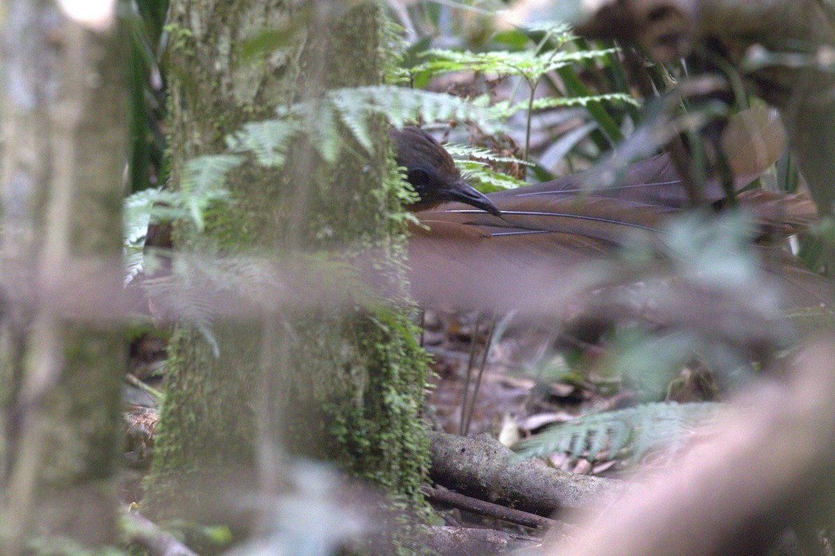 Ménure d'Albert - ML646630013