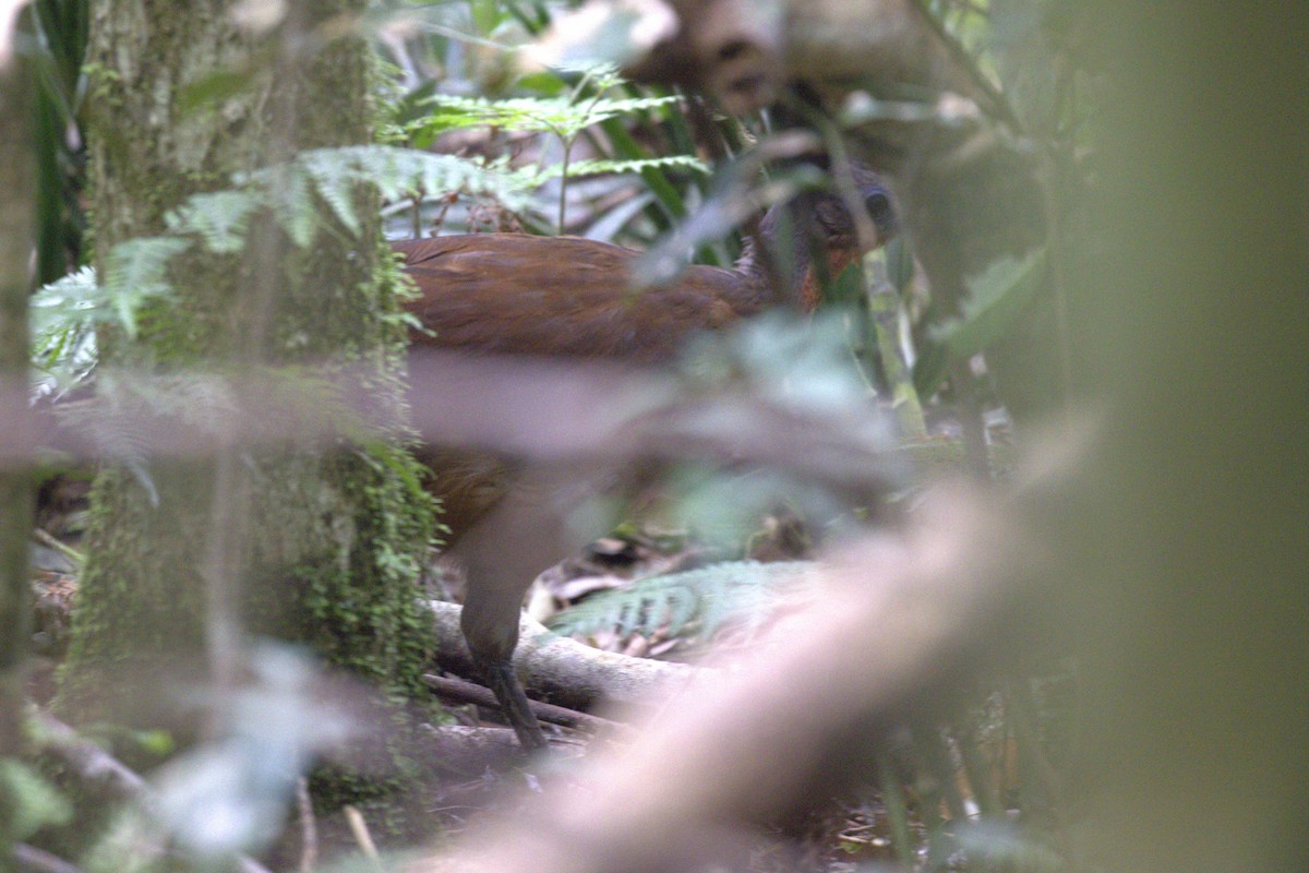 Ménure d'Albert - ML646630014