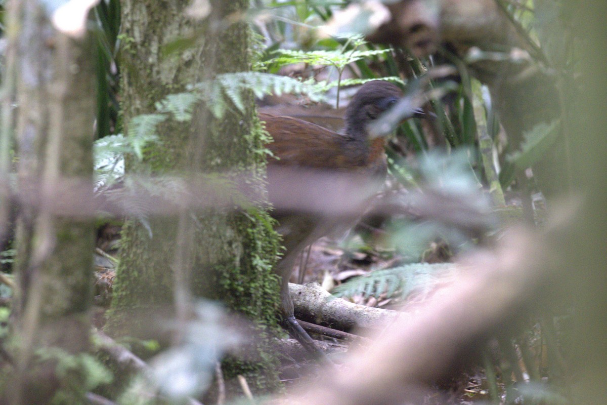 Ménure d'Albert - ML646630015