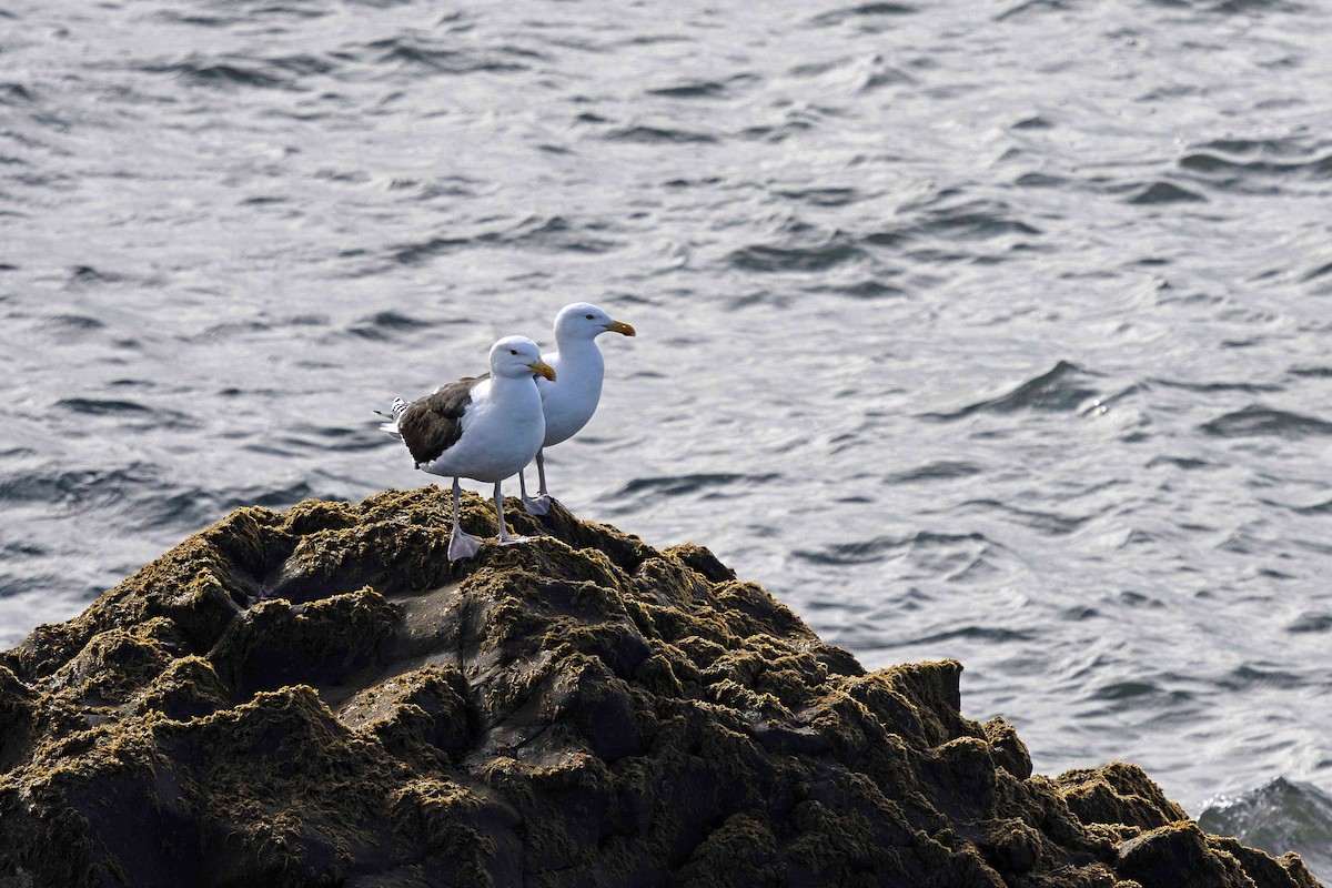 Goéland marin - ML646630016