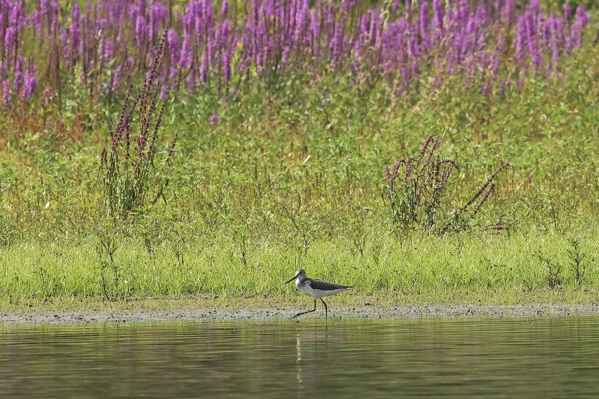 Chevalier aboyeur - ML646630017