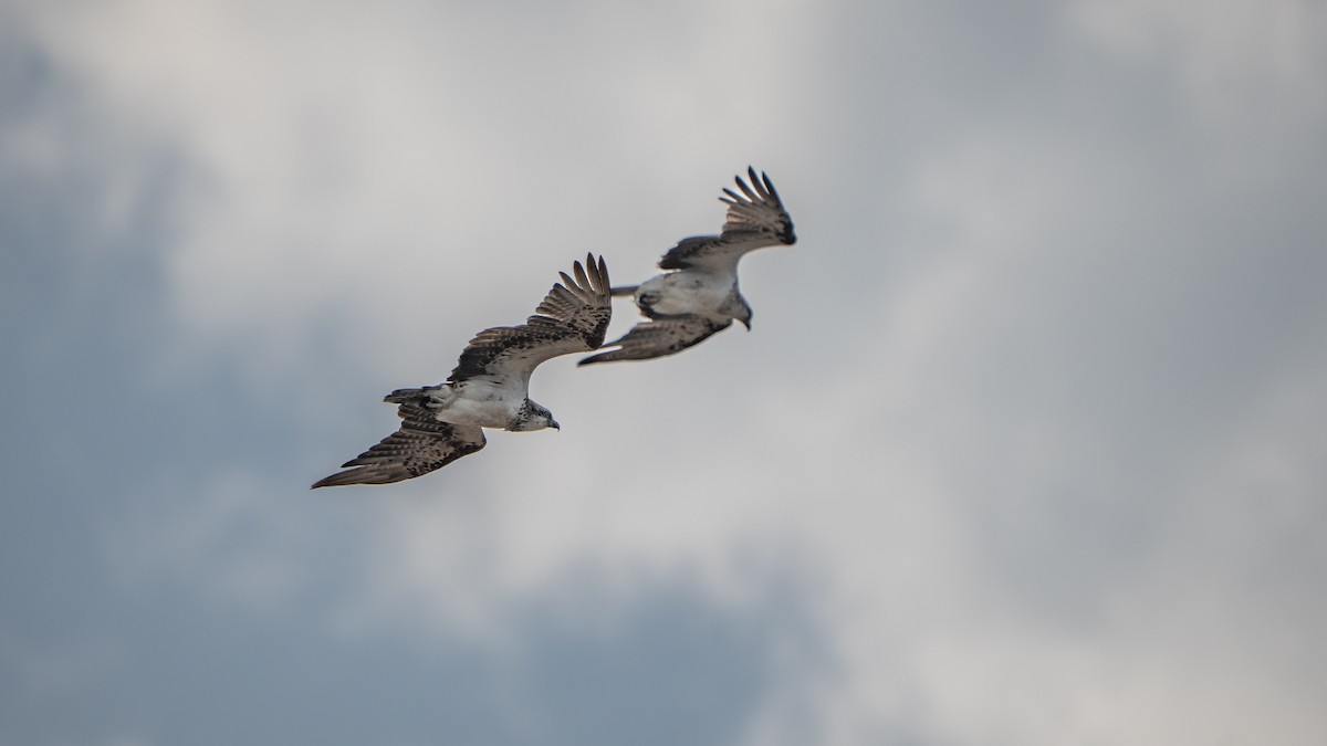 שלך - ML646630018