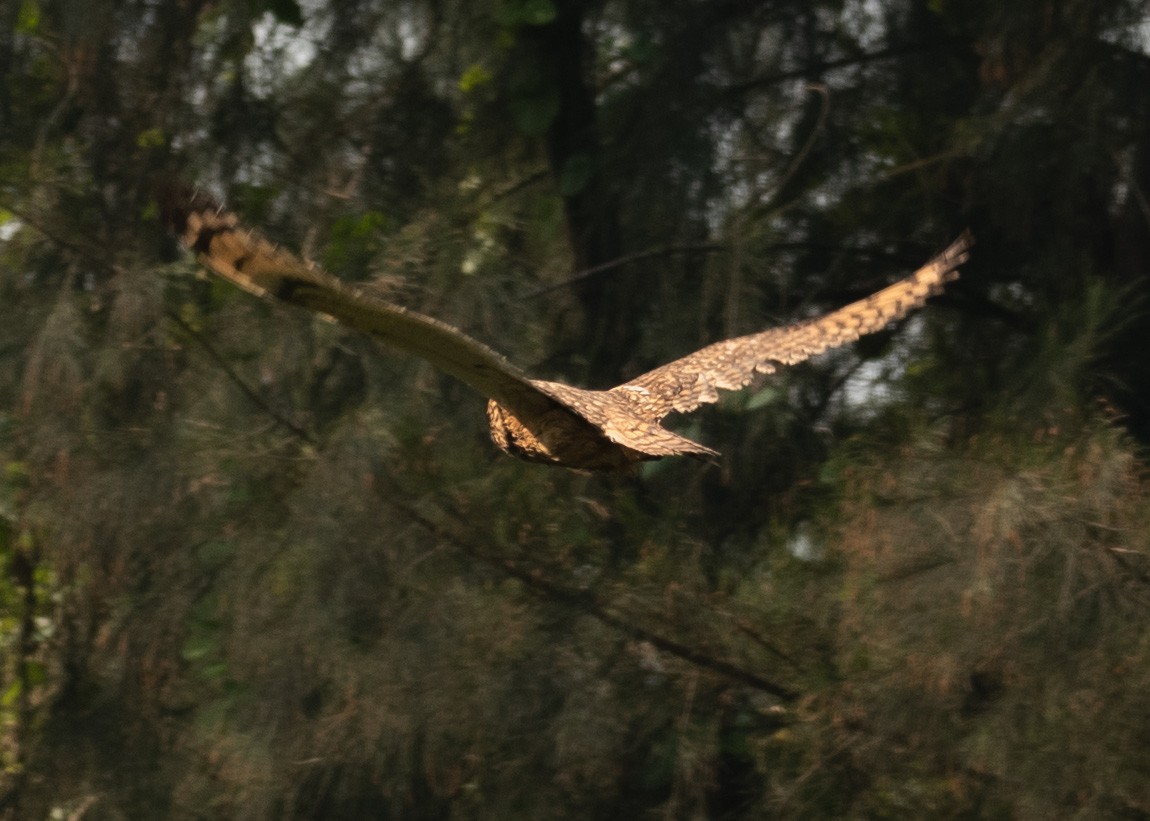 Hibou des marais - ML646630019