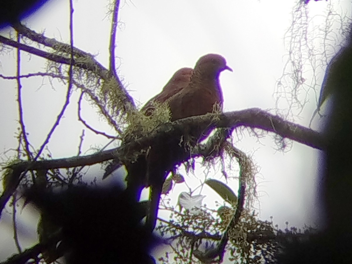Little Cuckoo-Dove - ML646630020