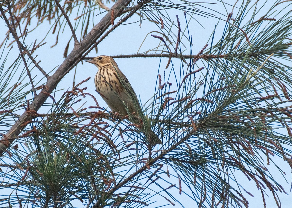 Pipit des arbres - ML646630021