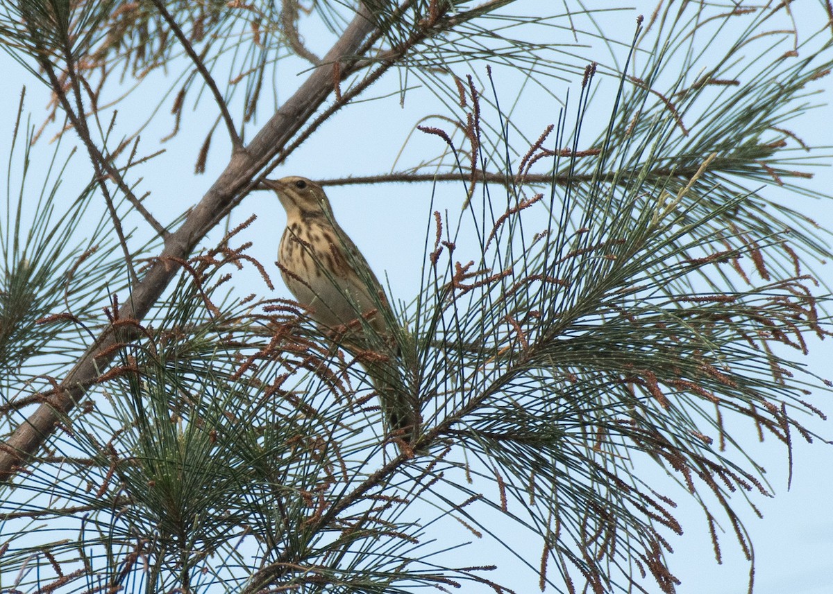 Pipit des arbres - ML646630022