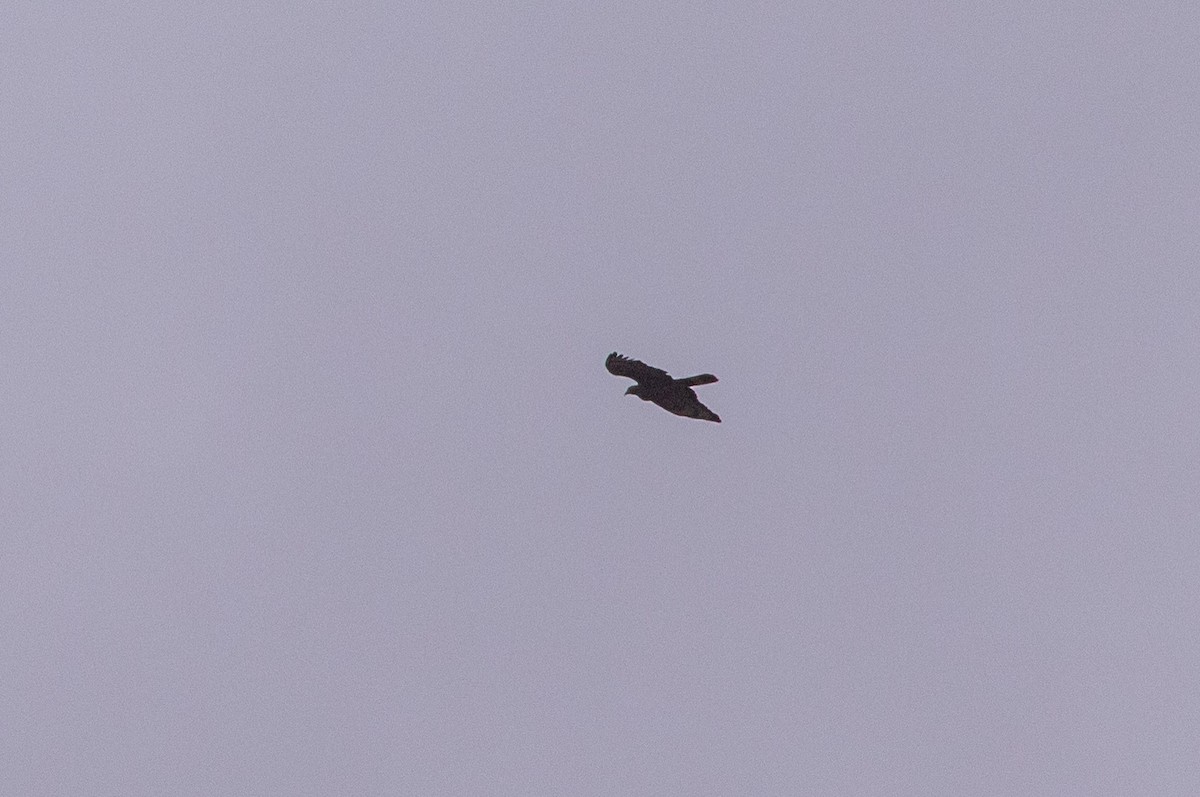 Bondrée orientale - ML646630023