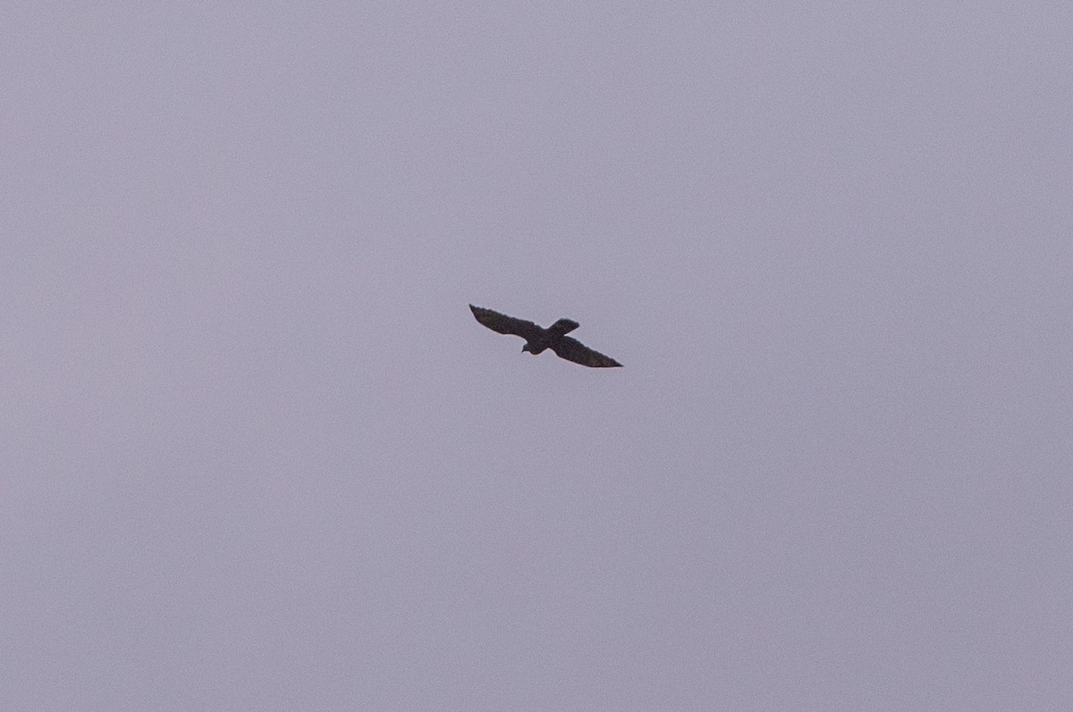 Bondrée orientale - ML646630024