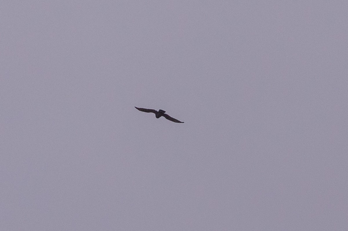 Bondrée orientale - ML646630025