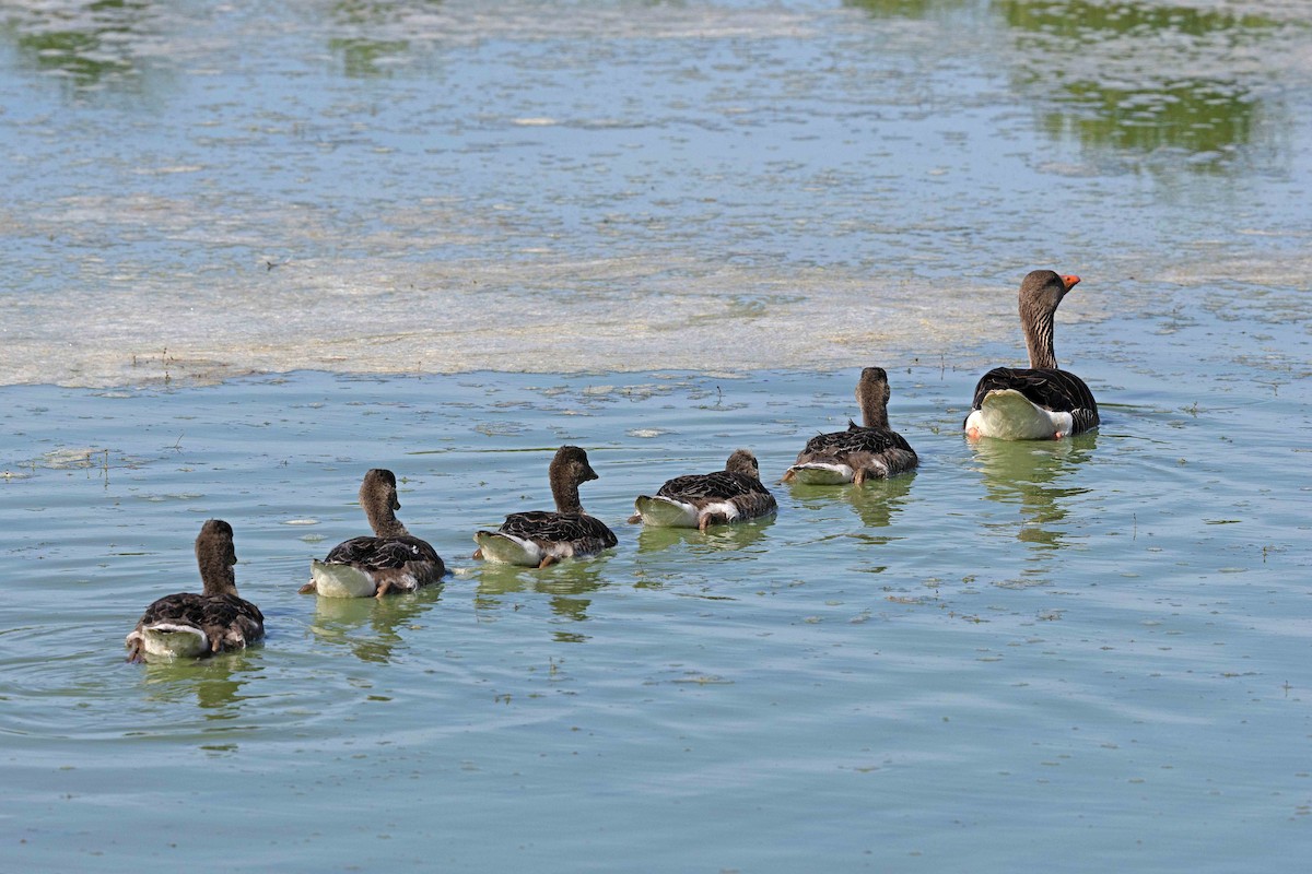 grågås - ML646630026