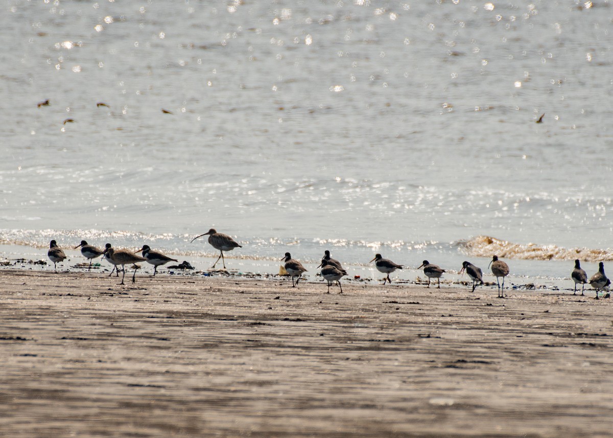 Huîtrier pie - ML646630027