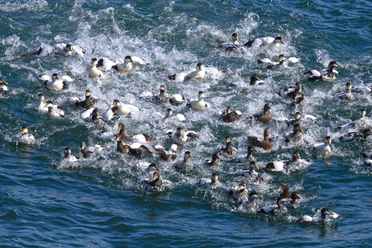 Eider à duvet - ML646630028