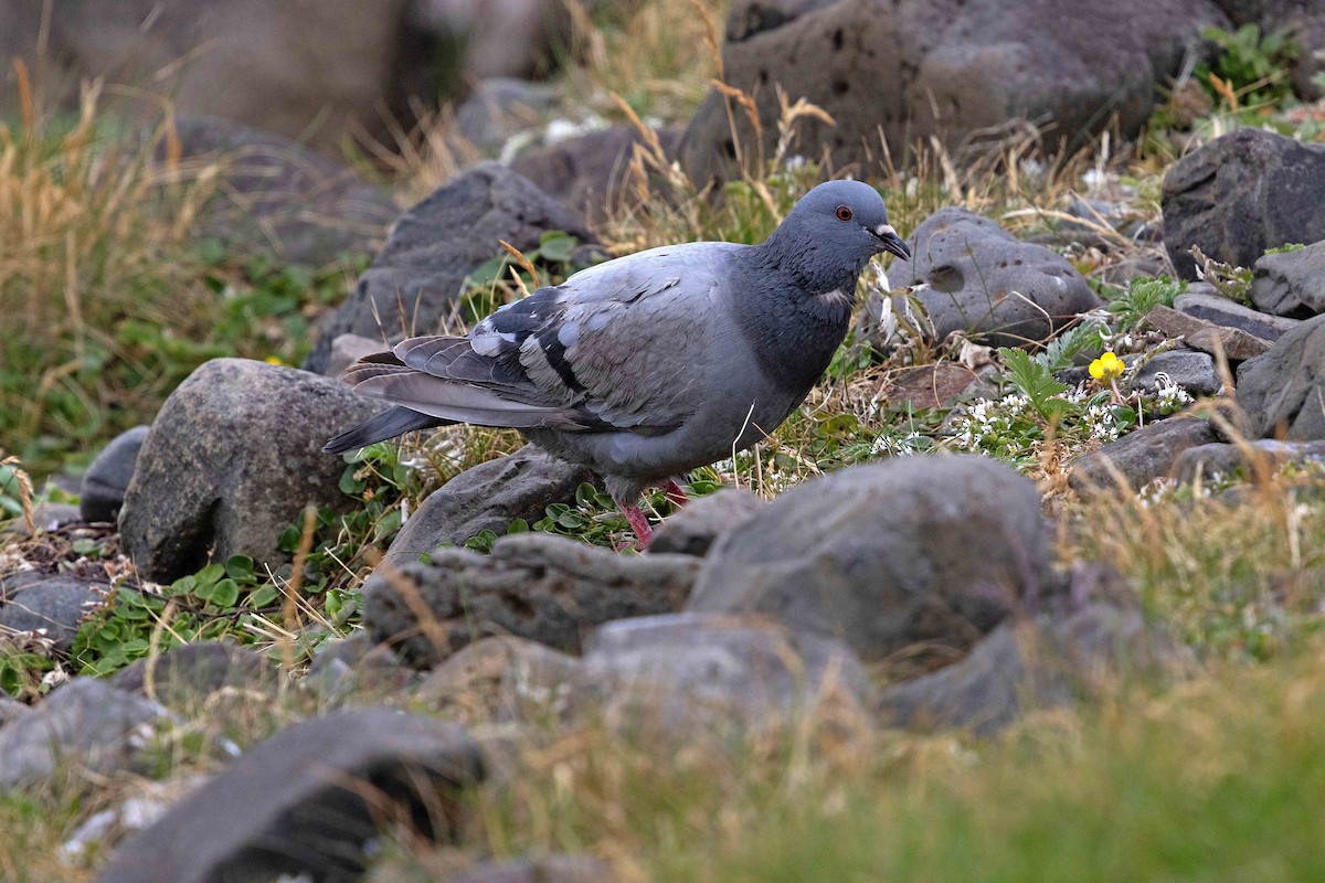 Pigeon biset - ML646630029