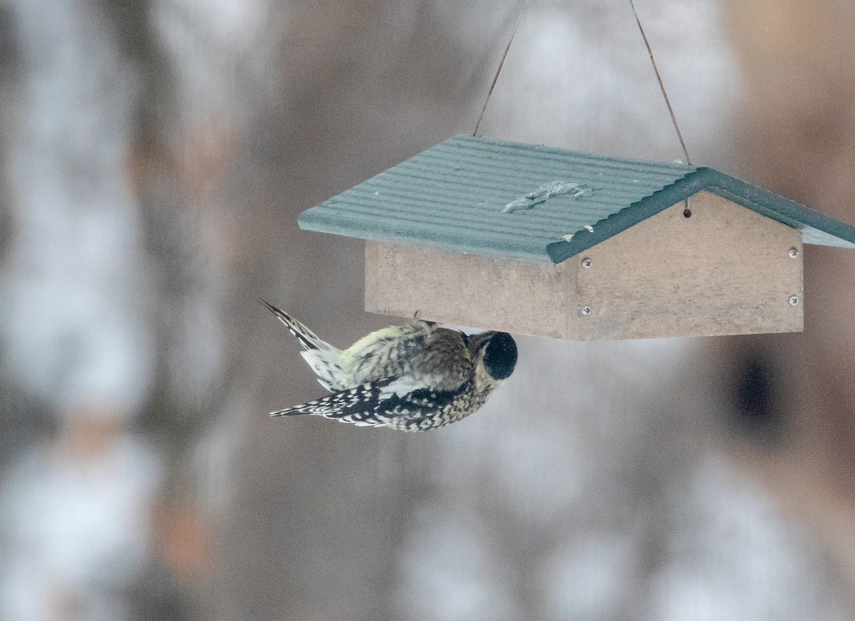 Pic maculé - ML646630031