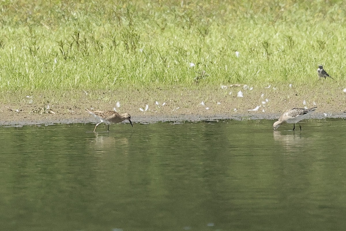 Combattant varié - ML646630033