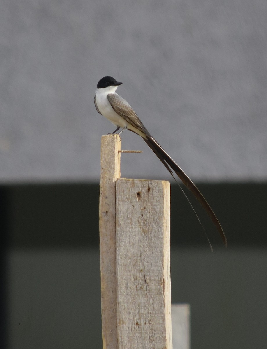 Fork-tailed Flycatcher - ML646630034