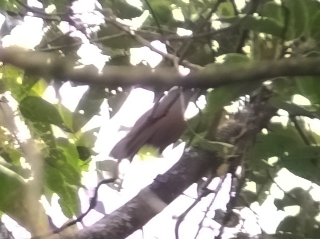 Sunda Laughingthrush - ML646630035